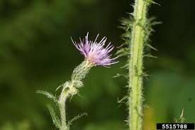Attēlu rezultāti vaicājumam “Cirsium palustre”