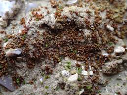 Attēlu rezultāti vaicājumam “Acaulon muticum”