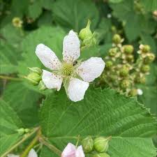 Attēlu rezultāti vaicājumam “Rubus nessensis”