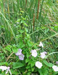 Attēlu rezultāti vaicājumam “Calystegia sepium”
