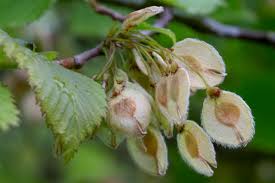 Attēlu rezultāti vaicājumam “Ulmus laevis fruit”