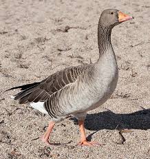 Attēlu rezultāti vaicājumam “Anser anser”