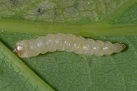 Attēlu rezultāti vaicājumam “Eriocraniidae”