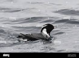 Image result for Synthliboramphus antiquus