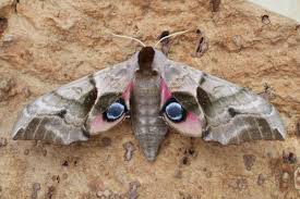 Attēlu rezultāti vaicājumam “Smerinthus ocellata”