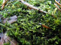 Attēlu rezultāti vaicājumam “Riccardia incurvata”