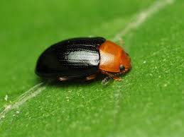 Attēlu rezultāti vaicājumam “Triplax aenea”