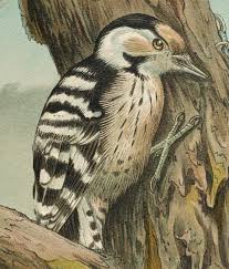 Attēlu rezultāti vaicājumam “Dendrocopos minor female”