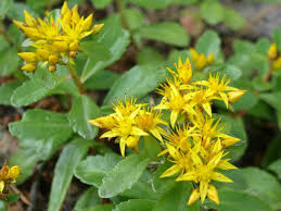 Attēlu rezultāti vaicājumam “Sedum aizoon leaf”