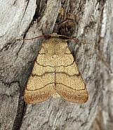 Attēlu rezultāti vaicājumam “Charanyca trigrammica”