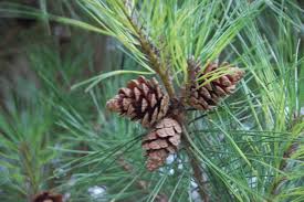 Attēlu rezultāti vaicājumam “Pinus pumila”
