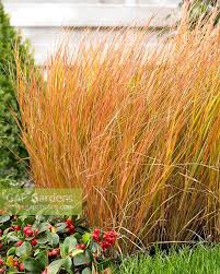 Attēlu rezultāti vaicājumam “Calamagrostis arundinacea”