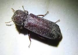 Attēlu rezultāti vaicājumam “Heterotrichia insignis (syn. Arcyria insignis) macro”