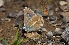Attēlu rezultāti vaicājumam “Agrodiaetus damon underside”