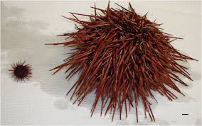 Image result for Mesocentrotus franciscanus