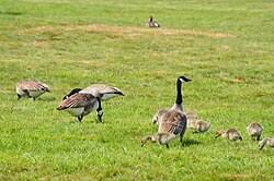 Image result for Branta canadensis
