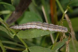 Attēlu rezultāti vaicājumam “Lygephila viciae”