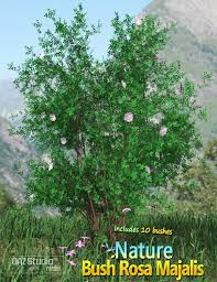 Attēlu rezultāti vaicājumam “Rosa majalis”