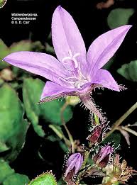 Attēlu rezultāti vaicājumam “Campanulaceae”