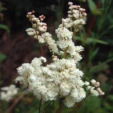 Attēlu rezultāti vaicājumam “Filipendula vulgaris bud”