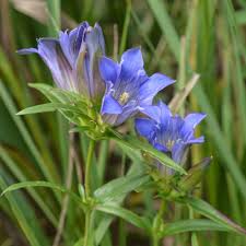 Attēlu rezultāti vaicājumam “Gentiana pneumonanthe flower”