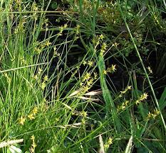 Attēlu rezultāti vaicājumam “Carex echinata”
