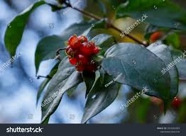 Attēlu rezultāti vaicājumam “Lonicera ferdinandii”