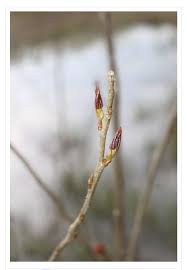 Attēlu rezultāti vaicājumam “Aronia melanocarpa bud”