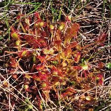 Attēlu rezultāti vaicājumam “Drosera x obovata”