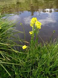 Attēlu rezultāti vaicājumam “Barbarea vulgaris subsp. arcuata flower”