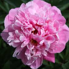 Attēlu rezultāti vaicājumam “Paeonia lactiflora”