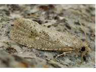 Attēlu rezultāti vaicājumam “Epiblema grandaevana”