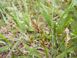 Attēlu rezultāti vaicājumam “Carex arenaria  fruit”