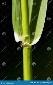 Attēlu rezultāti vaicājumam “Festuca gigantea”
