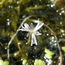 Attēlu rezultāti vaicājumam “Hydrocharitaceae”