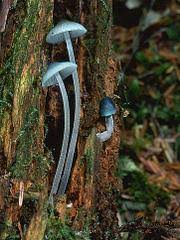 Attēlu rezultāti vaicājumam “Mycena amicta”