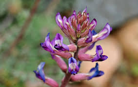 Attēlu rezultāti vaicājumam “Astragalus arenarius flower”