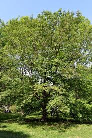 Attēlu rezultāti vaicājumam “Betula alleghaniensis”