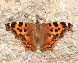 Attēlu rezultāti vaicājumam “Nymphalis xanthomelas”