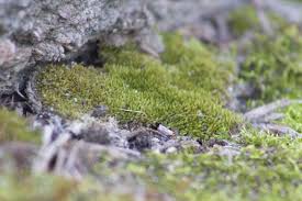 Attēlu rezultāti vaicājumam “Acrocarpous mosses”