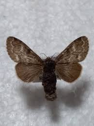 Attēlu rezultāti vaicājumam “Gynaephora selenitica”