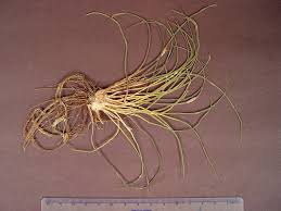 Attēlu rezultāti vaicājumam “Isoetes lacustris leaf”