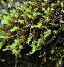 Attēlu rezultāti vaicājumam “Campylium chrysophyllum”