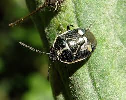 Attēlu rezultāti vaicājumam “Eurydema oleracea”