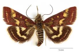Attēlu rezultāti vaicājumam “Pyrausta purpuralis”