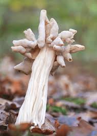 Attēlu rezultāti vaicājumam “Helvella crispa”