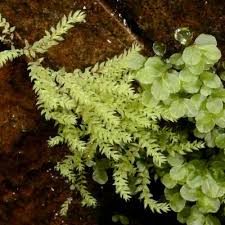 Attēlu rezultāti vaicājumam “Pohlia proligera”