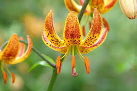 Image result for Lilium martagon `Manitoba Fox`