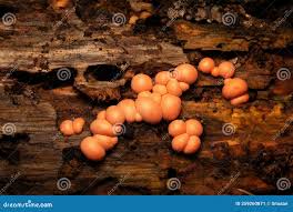 Attēlu rezultāti vaicājumam “Lycogala irregulare young”