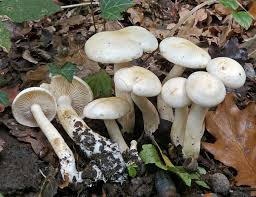 Attēlu rezultāti vaicājumam “Tricholoma album”